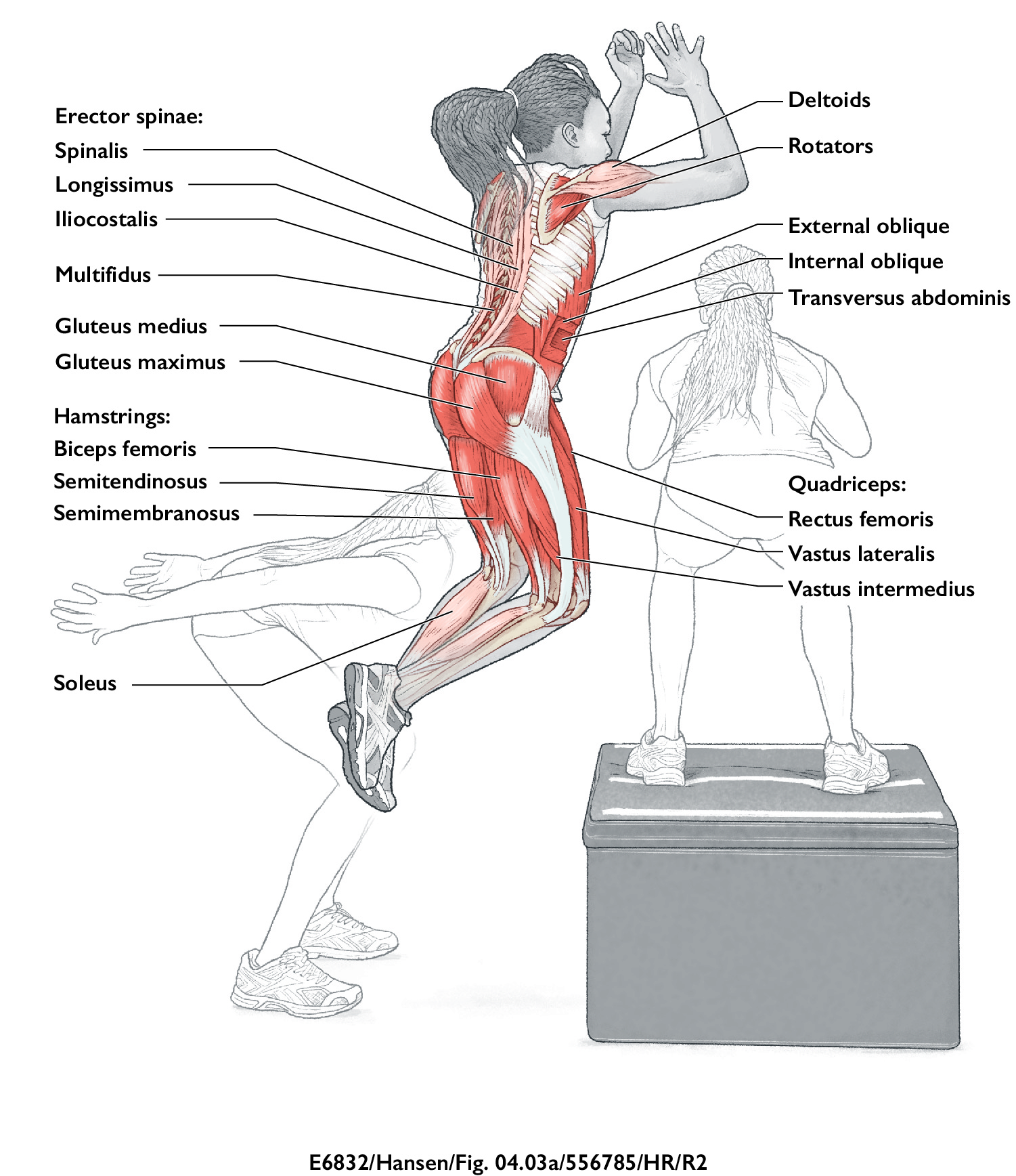 How to Do Box Jumps, Box Jumps Tips, Legs and Glutes Exercises