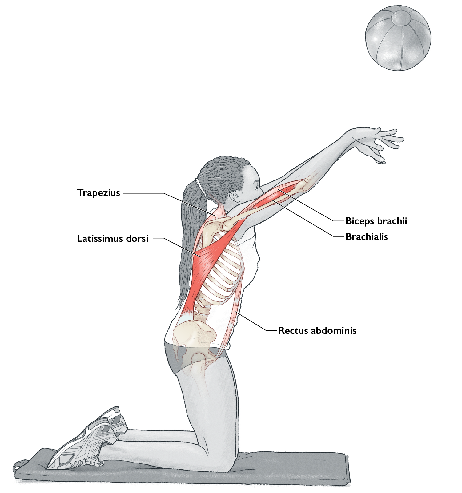 Kneeling medicine-ball overhead pass