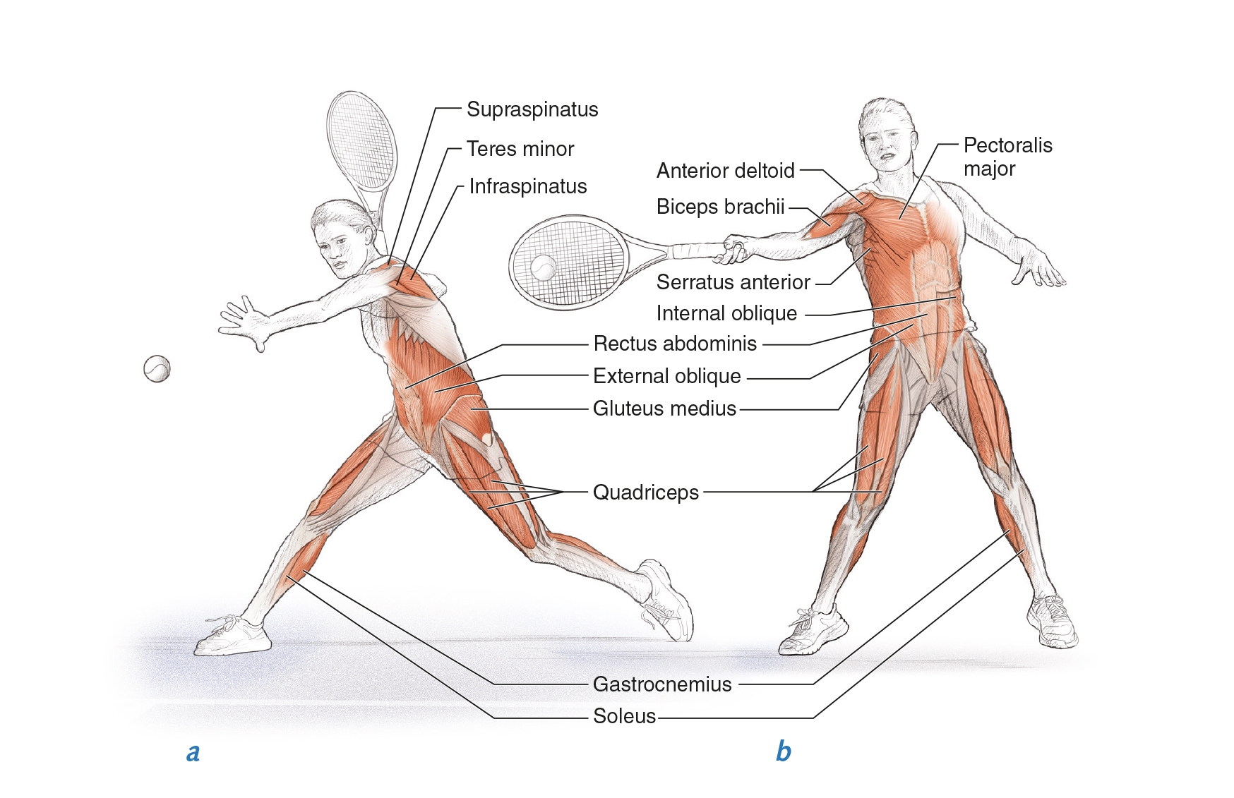 Tennis stroke 