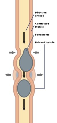 IBS diagram