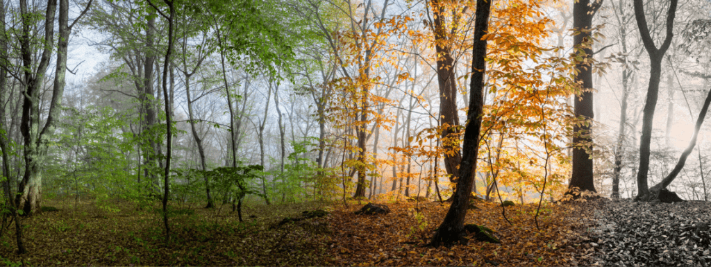Seasons of chronic pain