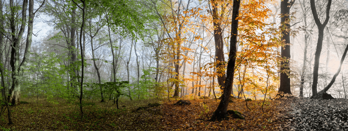 Image of The four seasons of chronic pain