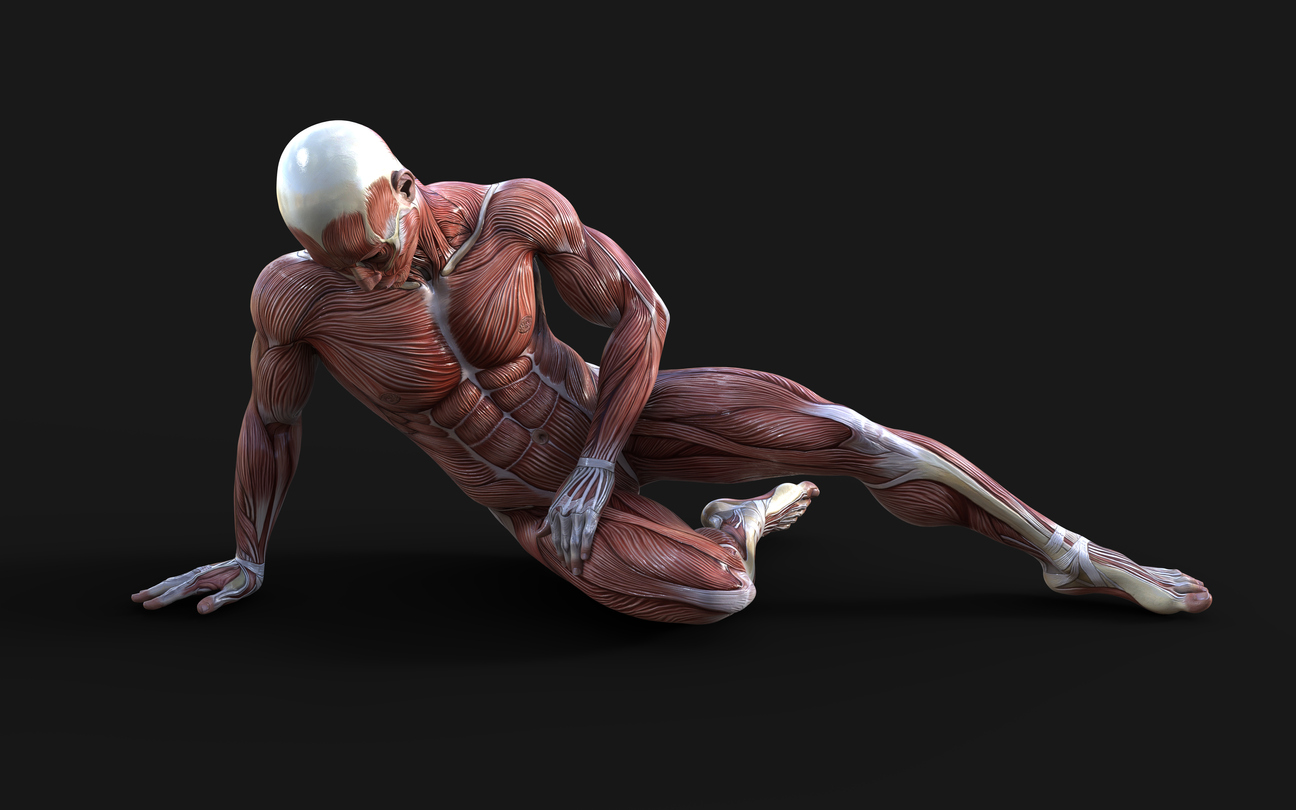 Bodymapping - Image of 3D render of male figures posed with skin and muscle map on dark background