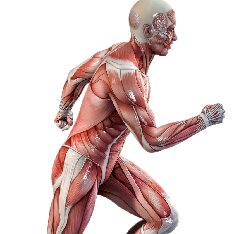 Image for The BioMechanics Method: Understanding Muscles and Movement