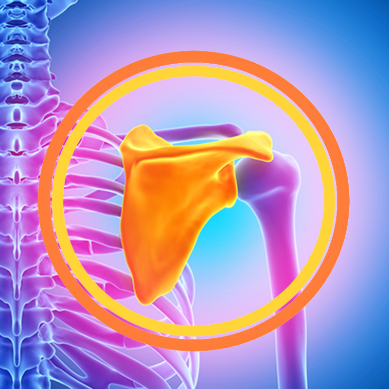 Image for The BioMechanics Method: The Fundamentals of Structural Assessment