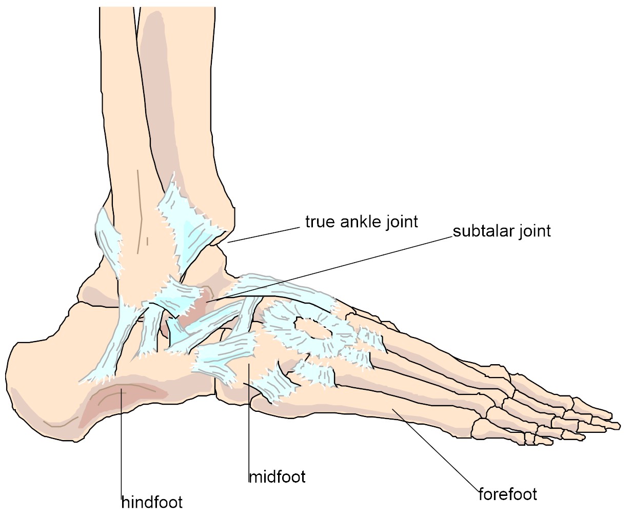 Figure 1: Anatomy of the foot and ankle